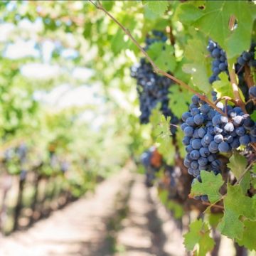Vineyards in France Serve Chinese Investors Seeking to Diversify Property Portfolios