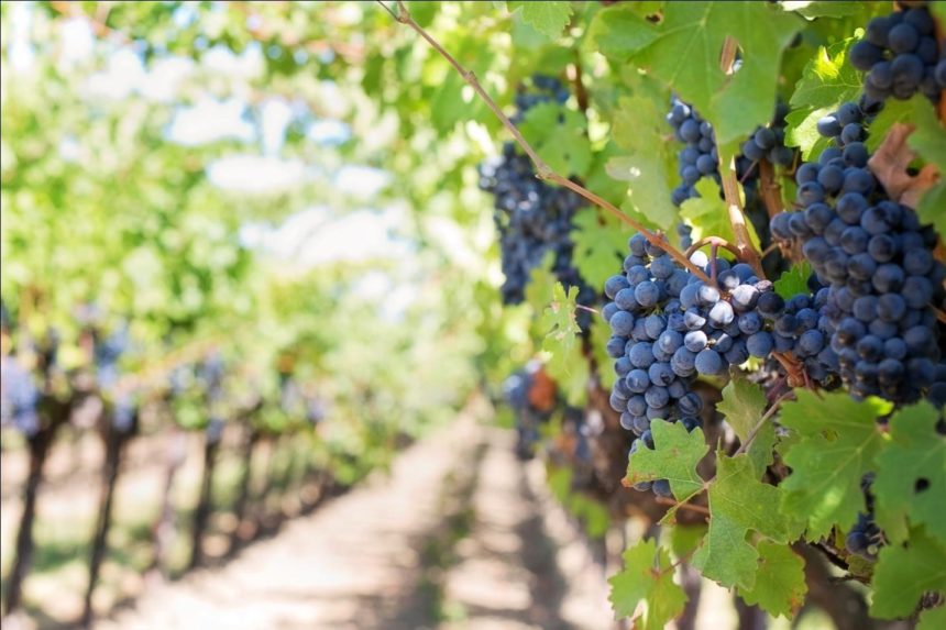 Vineyards in France Serve Chinese Investors Seeking to Diversify Property Portfolios